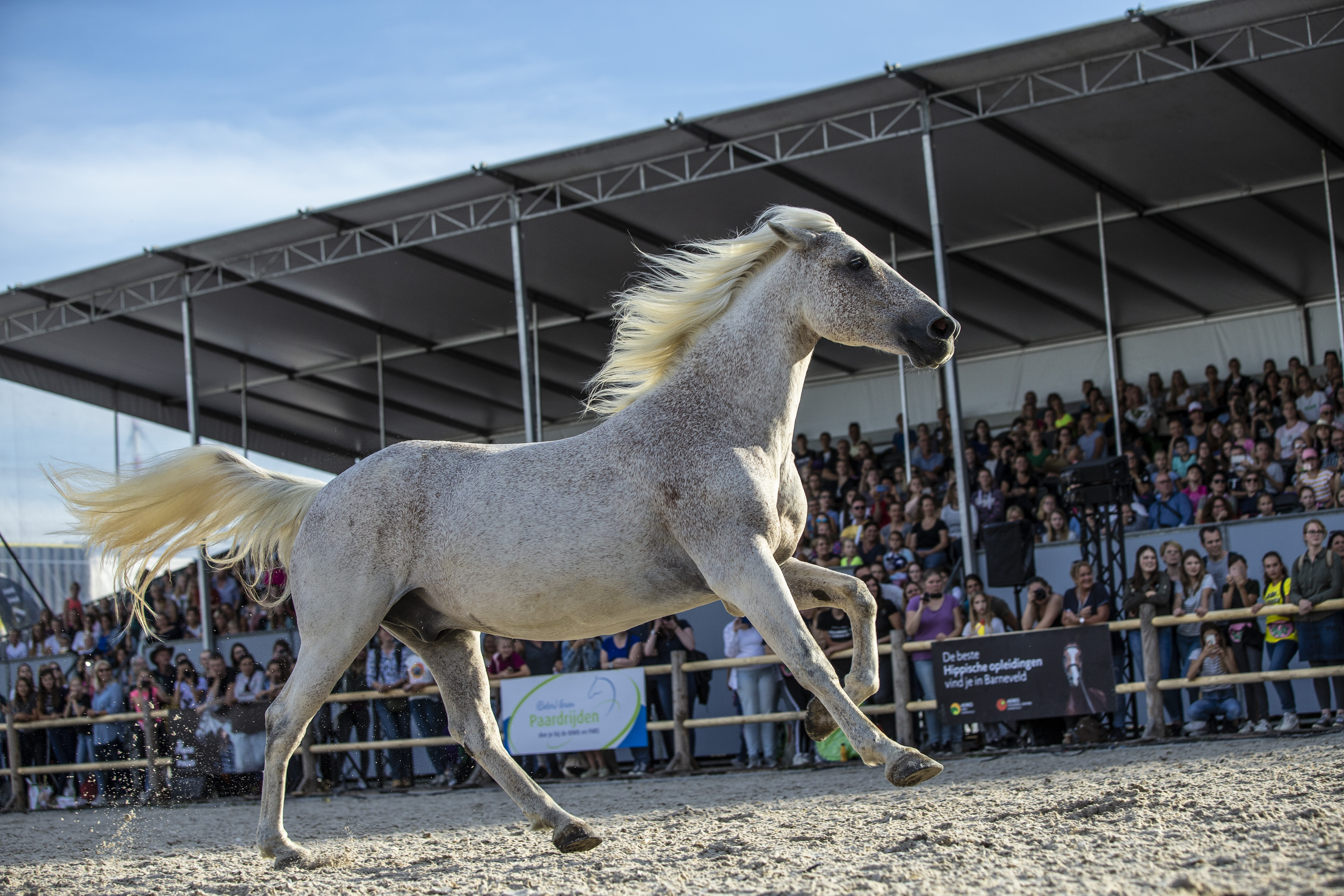 Bevrijdingsdag- Horse Event- Paard- Vincent Liberator