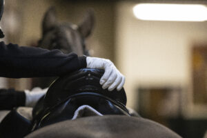 zadel paard saddle